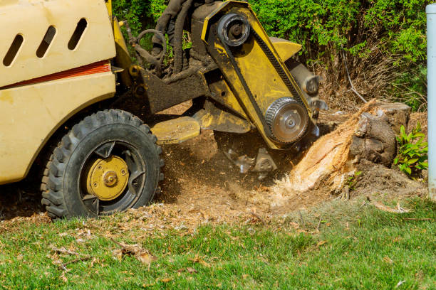 How Our Tree Care Process Works  in  Islip Terrace, NY