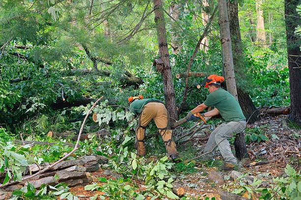 Best Lawn Maintenance Plans  in Islip Terrace, NY